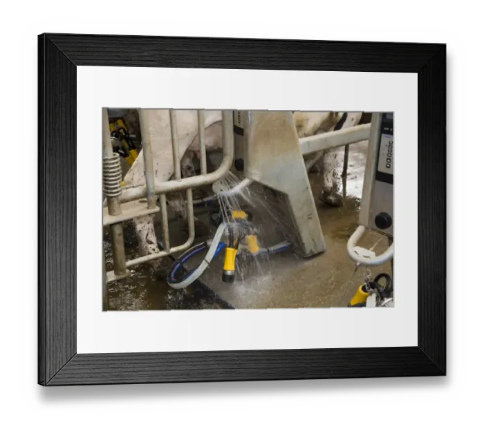 Framed Print : Dairy farming, automatic washing of milking clusters before milking Holstein dairy cows in Alpha Laval 50 point rotary Framed Print : Dairy farming, automatic washing of milking clusters before milking Holstein dairy cows in Alpha Laval 50 point rotary