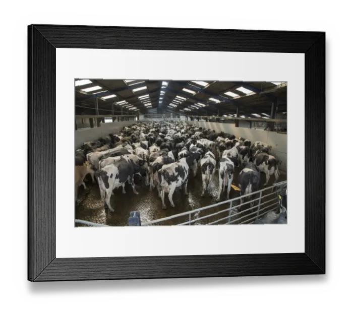 Framed Print : Dairy farming, Holstein cows in collecting yard before milking in Alpha Laval 50 point rotary parlour, Lancashire Framed Print : Dairy farming, Holstein cows in collecting yard before milking in Alpha Laval 50 point rotary parlour, Lancashire
