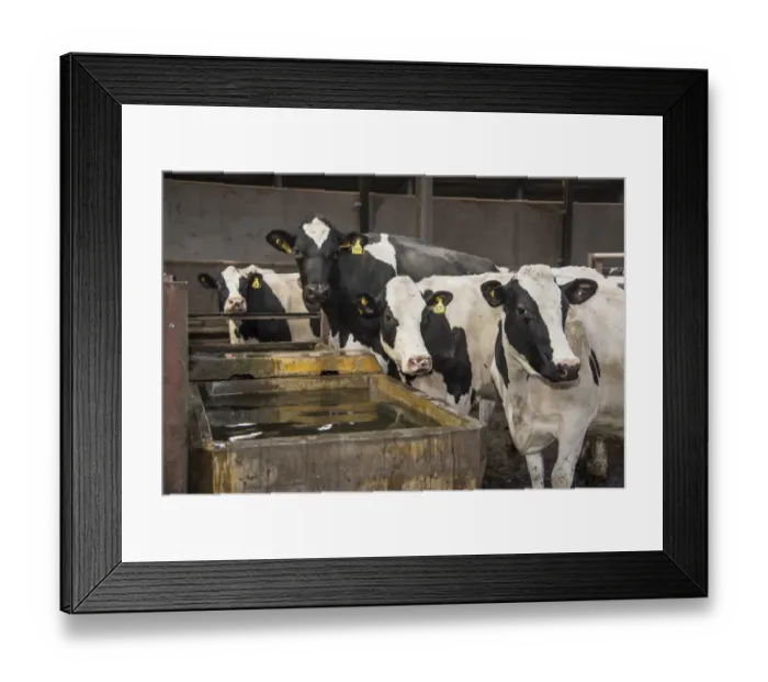 Framed Print : Dairy farming, Holstein cows drinking from concrete water trough in passage of cubicle house, Lancashire, England Framed Print : Dairy farming, Holstein cows drinking from concrete water trough in passage of cubicle house, Lancashire, England