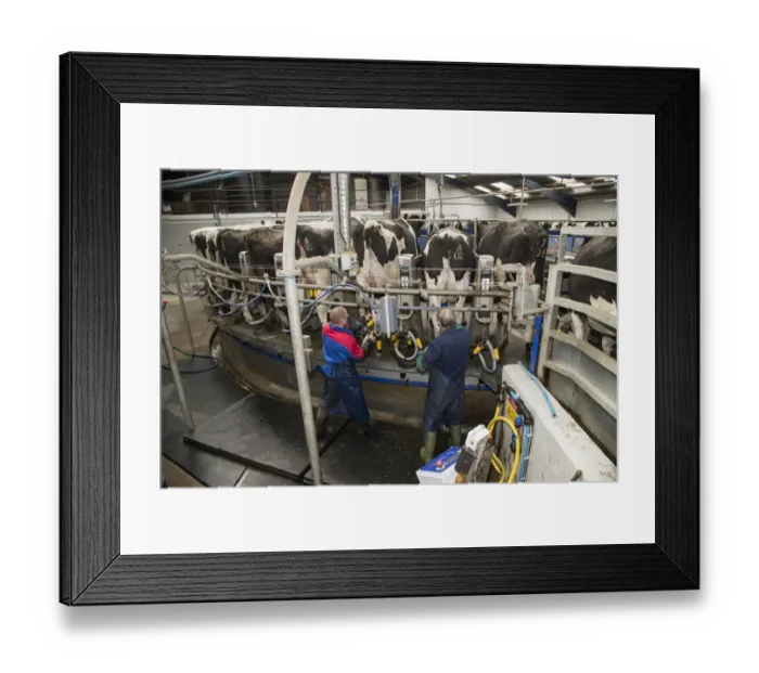 Framed Print : Dairy farming, farmers washing udders and putting milk clusters on Holstein dairy cows being milked in Alpha Laval 50 Framed Print : Dairy farming, farmers washing udders and putting milk clusters on Holstein dairy cows being milked in Alpha Laval 50