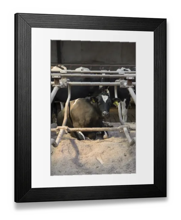 Framed Print : Dairy farming, Holstein cows in cubicle house with rubber mattresses and sawdust bedding, Lancashire, England, April Framed Print : Dairy farming, Holstein cows in cubicle house with rubber mattresses and sawdust bedding, Lancashire, England, April