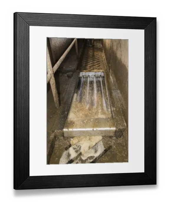 Framed Print : Dairy farming, automatic washing and filling formaldehyde footbath used after milking dairy cows in Alpha Laval 50 Framed Print : Dairy farming, automatic washing and filling formaldehyde footbath used after milking dairy cows in Alpha Laval 50