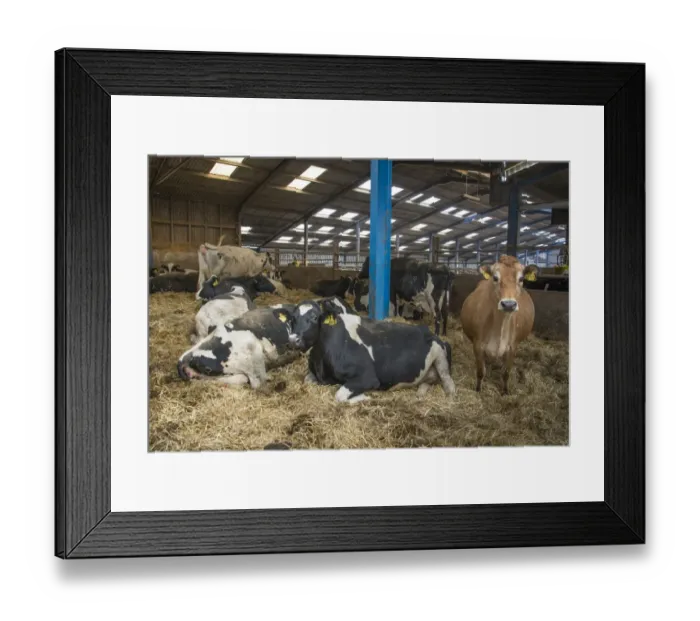Framed Print : Dairy farming, dry Jersey and Holstein cows in straw calving yard, Lancashire, England, April Framed Print : Dairy farming, dry Jersey and Holstein cows in straw calving yard, Lancashire, England, April