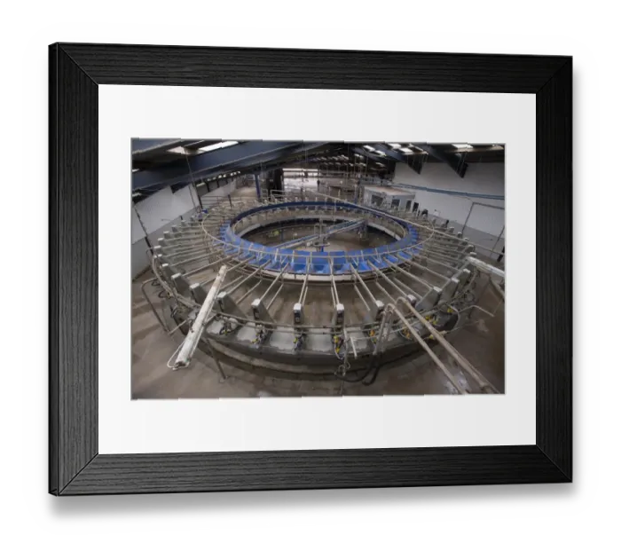 Framed Print : Dairy farming, Alpha Laval 50 point rotary parlour, Lancashire, England, April Framed Print : Dairy farming, Alpha Laval 50 point rotary parlour, Lancashire, England, April