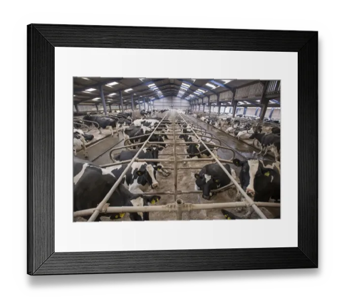Framed Print : Dairy farming, Holstein cows in cubicle house with rubber mattresses and sawdust bedding, Lancashire, England, April