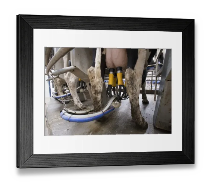 Framed Print : Dairy farming, close-up of milking cluster, Holstein dairy cows being milked in Alpha Laval 50 point rotary parlour Framed Print : Dairy farming, close-up of milking cluster, Holstein dairy cows being milked in Alpha Laval 50 point rotary parlour