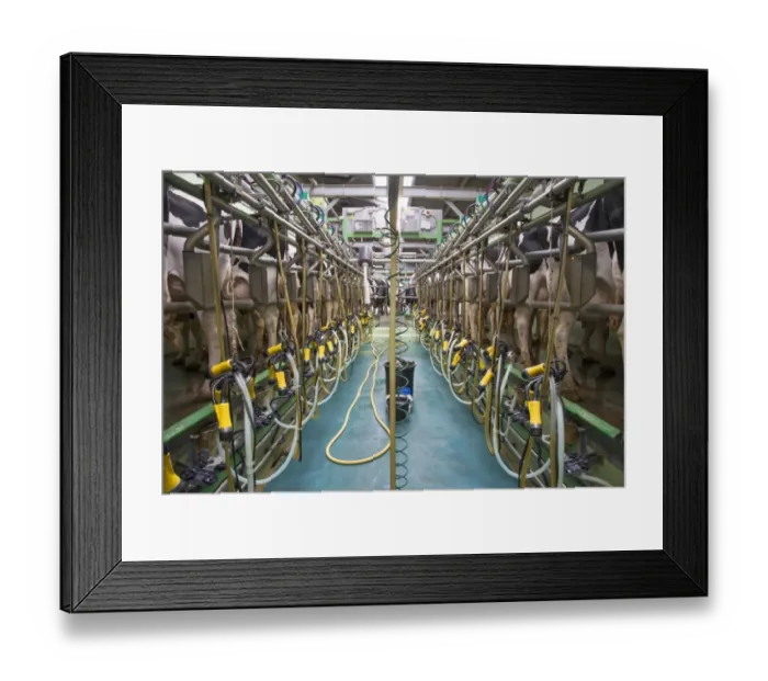 Framed Print : Dairy farming, Holstein cows in herringbone milking parlour, Evesham, Worcestershire, England, June Framed Print : Dairy farming, Holstein cows in herringbone milking parlour, Evesham, Worcestershire, England, June