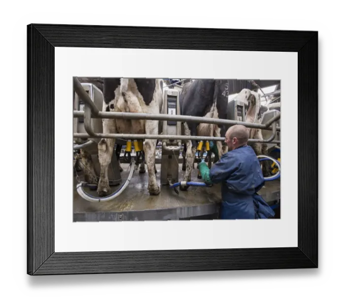 Framed Print : Dairy farming, farmer putting milk clusters on Holstein dairy cows being milked in Alpha Laval 50 point rotary parlour Framed Print : Dairy farming, farmer putting milk clusters on Holstein dairy cows being milked in Alpha Laval 50 point rotary parlour