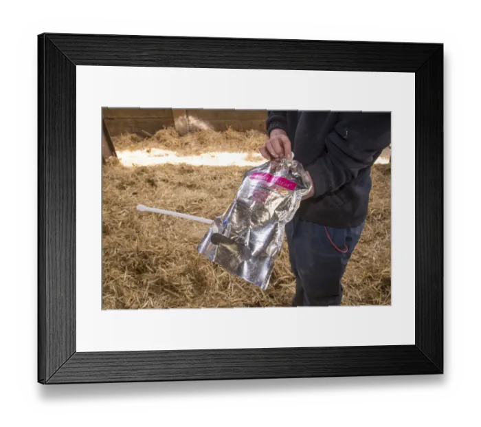Framed Print : Dairy farming, farmer with colostrum in bag for first feed of calves, in straw calving yard, Cheshire, England, May Framed Print : Dairy farming, farmer with colostrum in bag for first feed of calves, in straw calving yard, Cheshire, England, May