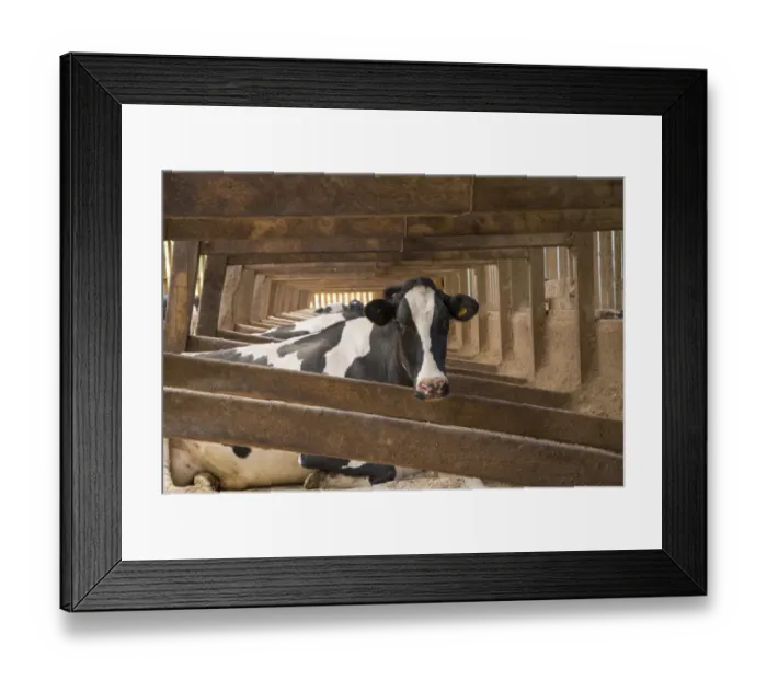 Framed Print : Dairy farming, Holstein dairy cows, resting in wooden cubicle house on mattresses bedded with sawdust, Lancashire Framed Print : Dairy farming, Holstein dairy cows, resting in wooden cubicle house on mattresses bedded with sawdust, Lancashire