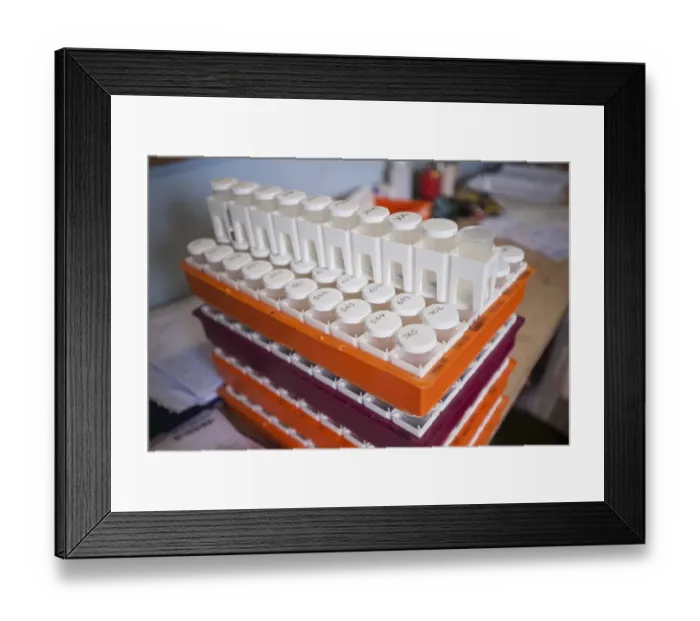 Framed Print : Dairy farming, National Milk Records sample tubes in farm office, Cheshire, England, May Framed Print : Dairy farming, National Milk Records sample tubes in farm office, Cheshire, England, May