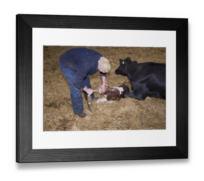 Framed Print : Dairy farming, farmer with colostrum in bag for first feed of calves, with newly born Red Holstein bull calf Framed Print : Dairy farming, farmer with colostrum in bag for first feed of calves, with newly born Red Holstein bull calf
