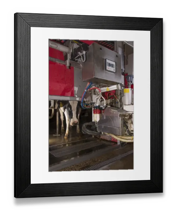 Framed Print : Dairy farming, dairy cows being milked in Lely Astronaut robotic milking machine, Lancashire, England, November Framed Print : Dairy farming, dairy cows being milked in Lely Astronaut robotic milking machine, Lancashire, England, November