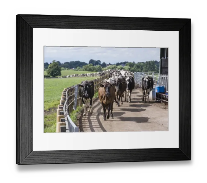 Framed Print : Dairy farming, dairy cows, herd coming in for milking down cow track, Cheshire, England, August Framed Print : Dairy farming, dairy cows, herd coming in for milking down cow track, Cheshire, England, August