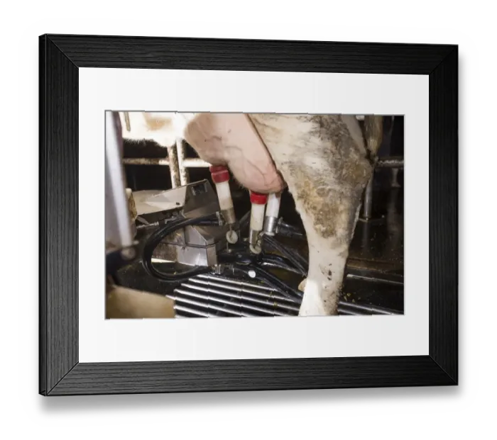 Framed Print : Dairy farming, dairy cow being milked in Lely Astronaut robotic milking machine, Lancashire, England, November Framed Print : Dairy farming, dairy cow being milked in Lely Astronaut robotic milking machine, Lancashire, England, November