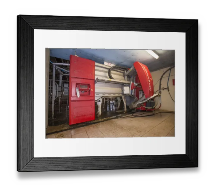 Framed Print : Dairy farming, Holstein dairy cow being milked in Lely Astronaut robotic milking machine, Shropshire, England, November Framed Print : Dairy farming, Holstein dairy cow being milked in Lely Astronaut robotic milking machine, Shropshire, England, November