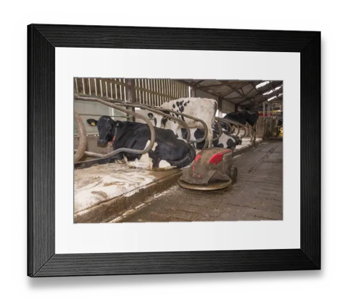 Framed Print : Dairy farming, robot scraper operating in cubicle house with Holstein dairy cows, Shropshire, England, November Framed Print : Dairy farming, robot scraper operating in cubicle house with Holstein dairy cows, Shropshire, England, November