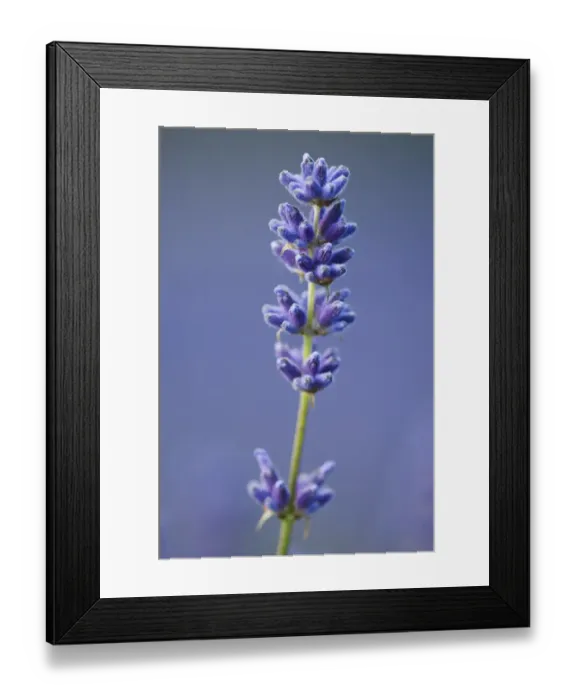 Framed Print : Lavender (Lavandula sp. ) crop, close-up of flowers, England, July Framed Print : Lavender (Lavandula sp. ) crop, close-up of flowers, England, July