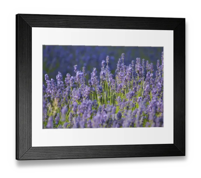 Framed Print : Lavender (Lavandula sp. ) crop, flowering in field, England, July Framed Print : Lavender (Lavandula sp. ) crop, flowering in field, England, July