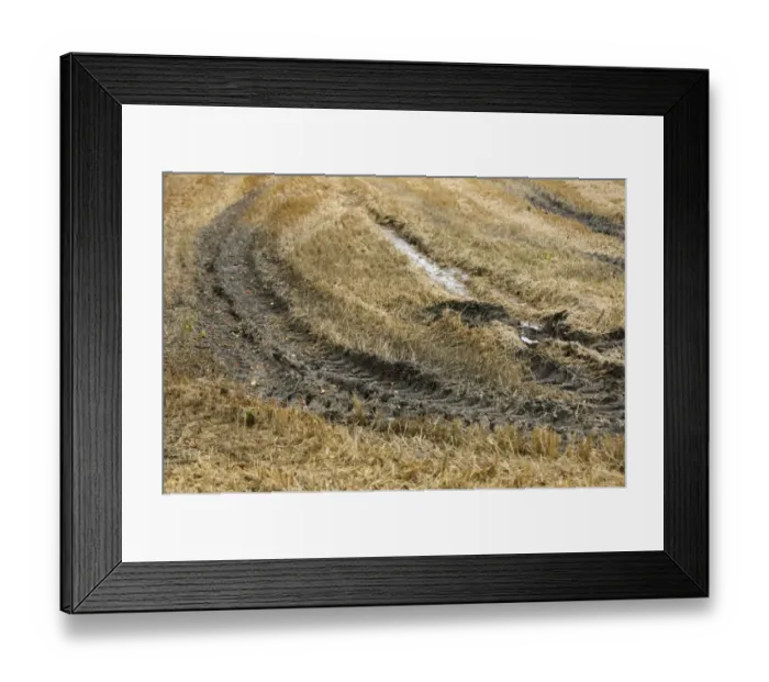 Framed Print : Tractor tyre tracks in muddy stubble field, Sweden, autumn Framed Print : Tractor tyre tracks in muddy stubble field, Sweden, autumn