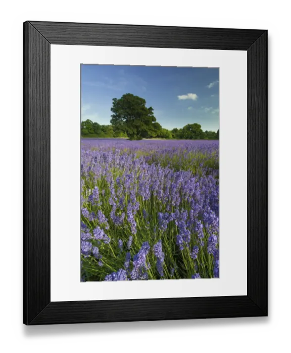 Framed Print : Lavender (Lavandula sp. ) crop, flowering in field, England, July Framed Print : Lavender (Lavandula sp. ) crop, flowering in field, England, July