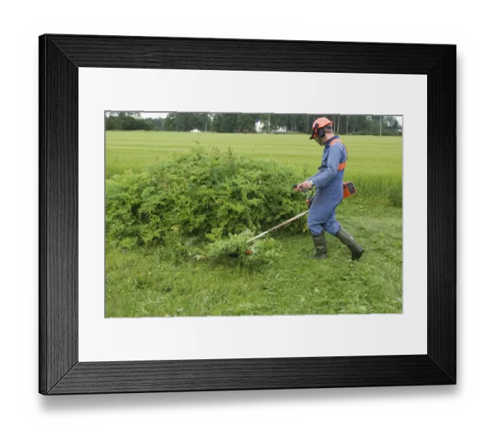 Framed Print : Man using strimmer on farm, cutting back ferns at field edge, Sweden