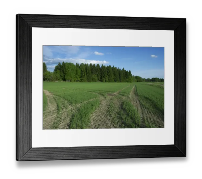 Framed Print : Tramlines in arable field with seedling crop, Sweden, june Framed Print : Tramlines in arable field with seedling crop, Sweden, june