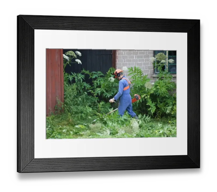 Framed Print : Man using strimmer around farm sheds, cutting back Giant Hogweed (Heracleum mantegazzianum) introduced invasive weed Framed Print : Man using strimmer around farm sheds, cutting back Giant Hogweed (Heracleum mantegazzianum) introduced invasive weed