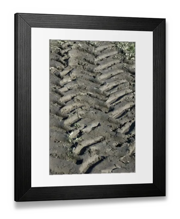 Framed Print : Tractor tyre tracks in muddy field, Sweden, september Framed Print : Tractor tyre tracks in muddy field, Sweden, september