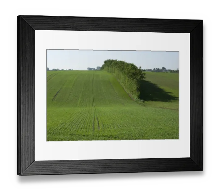 Framed Print : Field with seedling cereal crop and hedgerow, Als, Baltic Sea, Denmark, may Framed Print : Field with seedling cereal crop and hedgerow, Als, Baltic Sea, Denmark, may