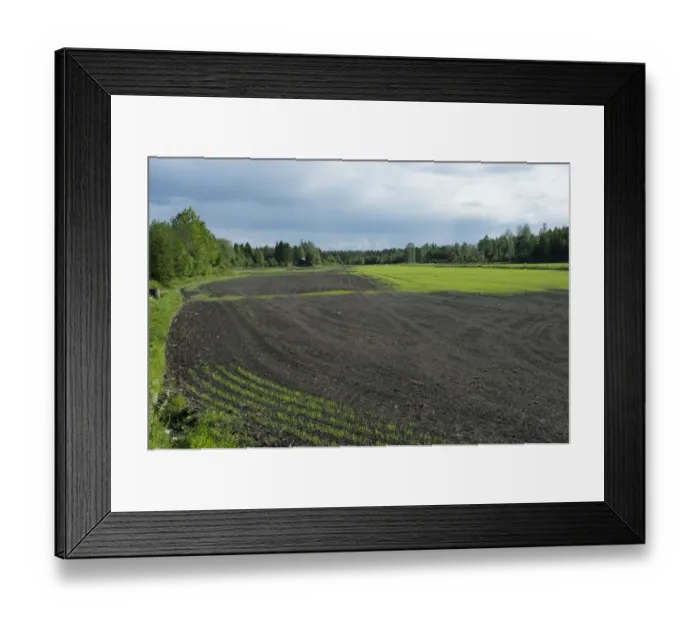 Framed Print : Arable crop with uneven sprout, Sweden, june Framed Print : Arable crop with uneven sprout, Sweden, june