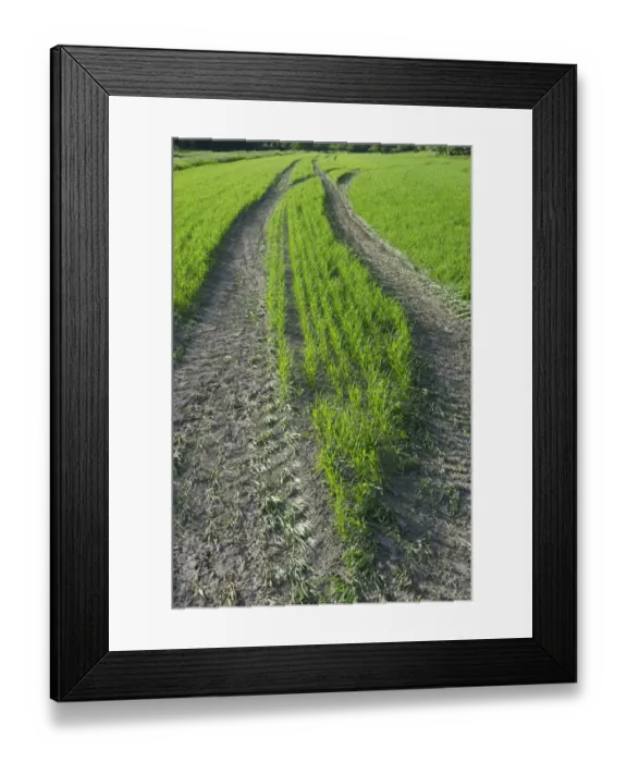 Framed Print : Tramlines in arable field with seedling crop, Sweden, june Framed Print : Tramlines in arable field with seedling crop, Sweden, june
