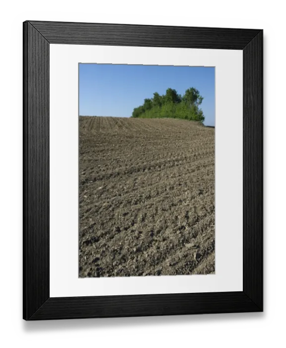 Framed Print : Cultivated field and hedgerow, Als, Baltic Sea, Denmark, may Framed Print : Cultivated field and hedgerow, Als, Baltic Sea, Denmark, may