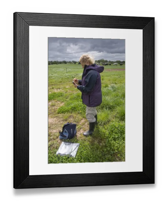 Framed Print : Rural Payments Agency inspector on farm, Cheshire, England, May