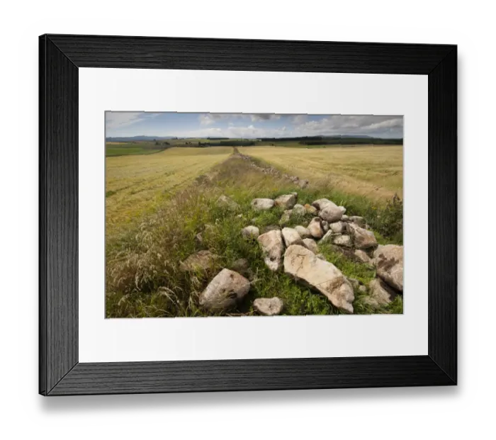 Framed Print : Field boundry wildlife strip with stones, at edge of arable field with Barley (Hordeum vulgare) crop, Aberdeenshire Framed Print : Field boundry wildlife strip with stones, at edge of arable field with Barley (Hordeum vulgare) crop, Aberdeenshire