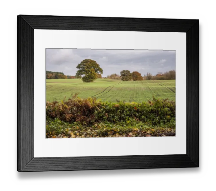 Framed Print : View of arable farmland with mature trees in field, near Beeston Castle, Cheshire, England, November Framed Print : View of arable farmland with mature trees in field, near Beeston Castle, Cheshire, England, November
