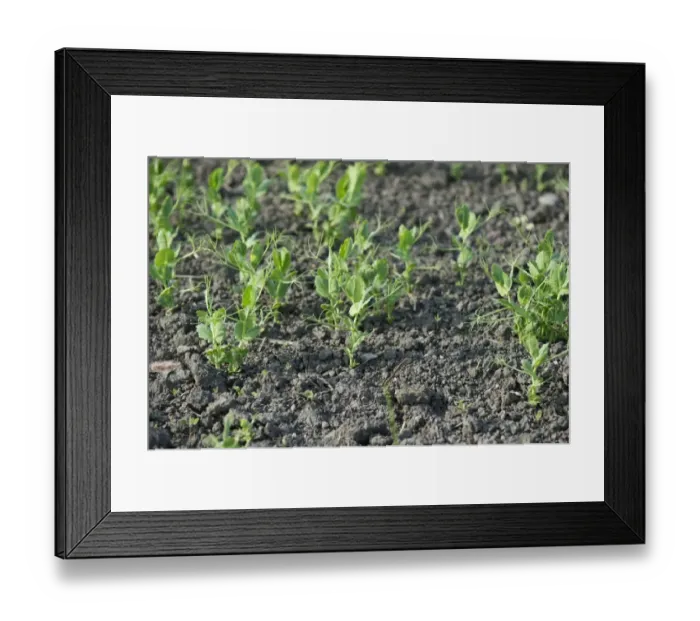 Framed Print : Pea (Pisum sativum) crop, seedlings growing in field, Sweden, june Framed Print : Pea (Pisum sativum) crop, seedlings growing in field, Sweden, june