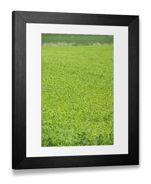Framed Print : Pea (Pisum sativum) crop in field, Sweden, june