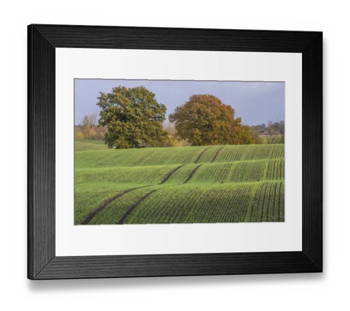 Framed Print : View of arable farmland with mature trees in undulating field, near Beeston Castle, Cheshire, England, November Framed Print : View of arable farmland with mature trees in undulating field, near Beeston Castle, Cheshire, England, November