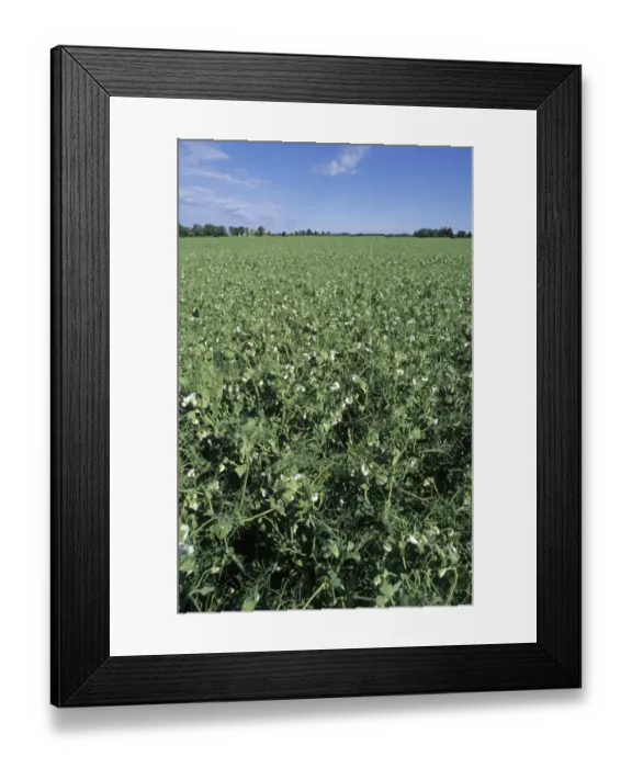 Framed Print : Pea (Pisum sativum) crop, field in flower, Sweden