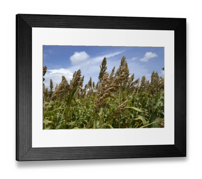Framed Print : Sorghum (Sorghum vulgare) crop, ripe seedheads in field, Gundelpet, Karnataka, India, September Framed Print : Sorghum (Sorghum vulgare) crop, ripe seedheads in field, Gundelpet, Karnataka, India, September