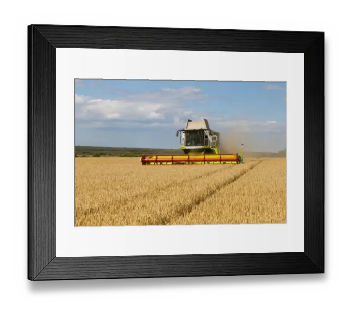 Framed Print : Cls combine harvester, harvesting Barley (Hordeum vulgare) Flagon crop, in coastal farmland with Sheringham Shoal Framed Print : Cls combine harvester, harvesting Barley (Hordeum vulgare) Flagon crop, in coastal farmland with Sheringham Shoal