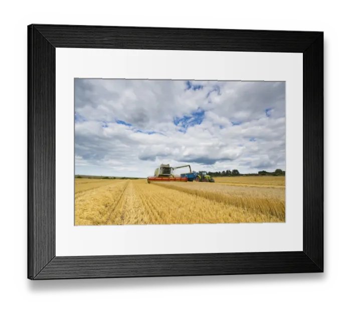Framed Print : Cls combine harvester, harvesting Barley (Hordeum vulgare) Flagon crop, filling trailer pulled by tractor with grain