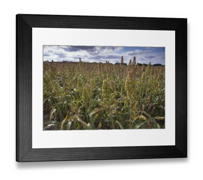 Framed Print : Sorghum (Sorghum sp. ) crop, growing in field, Pouzay, Indre-et-Loire, Central France, September