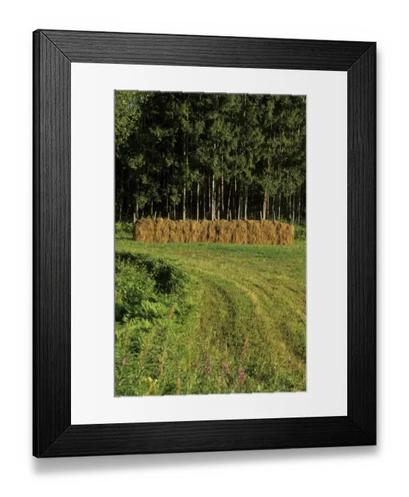 Framed Print : Hay crop, drying on racks, Sweden