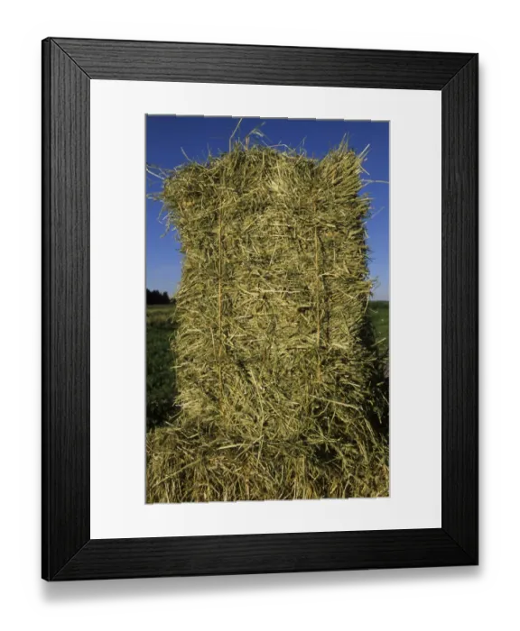 Framed Print : Hay crop, close-up of hay bale, Sweden Framed Print : Hay crop, close-up of hay bale, Sweden
