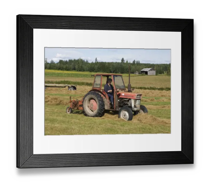 Framed Print : Massey Ferguson tractor with line hay rake, lining up harvested hay crop into rows, Sweden Framed Print : Massey Ferguson tractor with line hay rake, lining up harvested hay crop into rows, Sweden