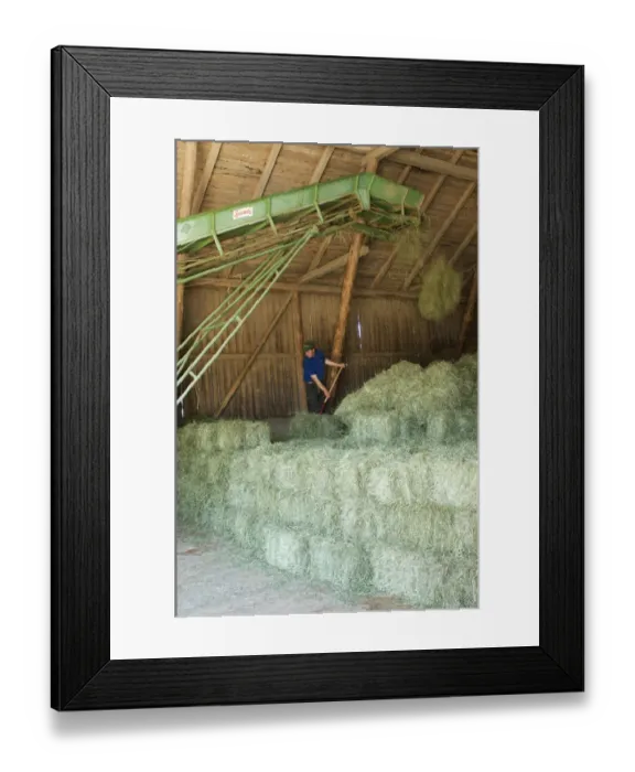 Framed Print : Farmer stacking small bales beside elevator in barn, Sweden