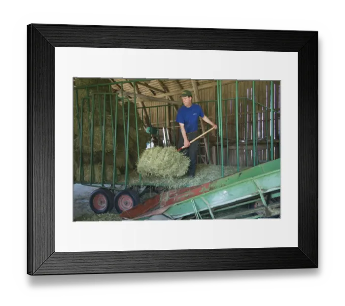 Framed Print : Farmer unloading small bales from wagon onto elevator in barn, Sweden Framed Print : Farmer unloading small bales from wagon onto elevator in barn, Sweden