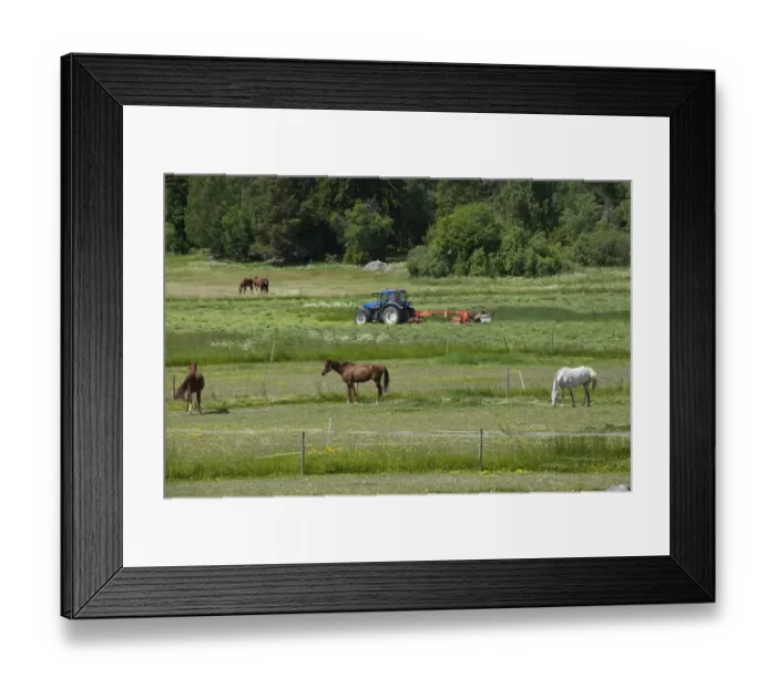 Framed Print : New Holland TM115 tractor with mower, cutting grass crop, with horses strip grazing, Sweden, june Framed Print : New Holland TM115 tractor with mower, cutting grass crop, with horses strip grazing, Sweden, june